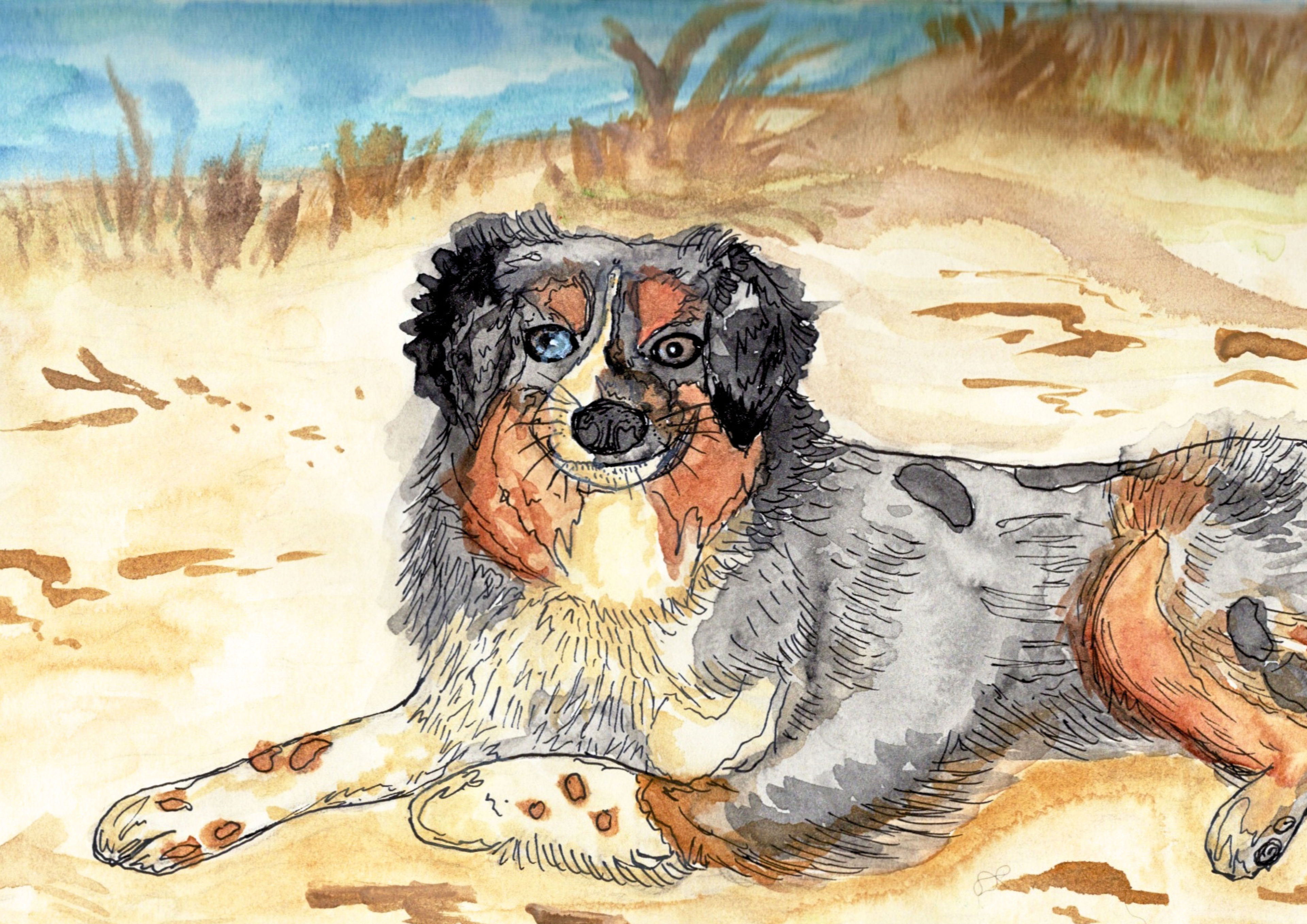 Pet Portraits